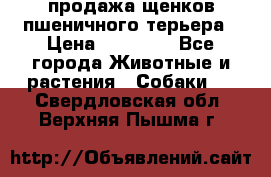 продажа щенков пшеничного терьера › Цена ­ 35 000 - Все города Животные и растения » Собаки   . Свердловская обл.,Верхняя Пышма г.